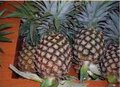 N36 Pineapple.jpg