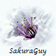 sakuraguy