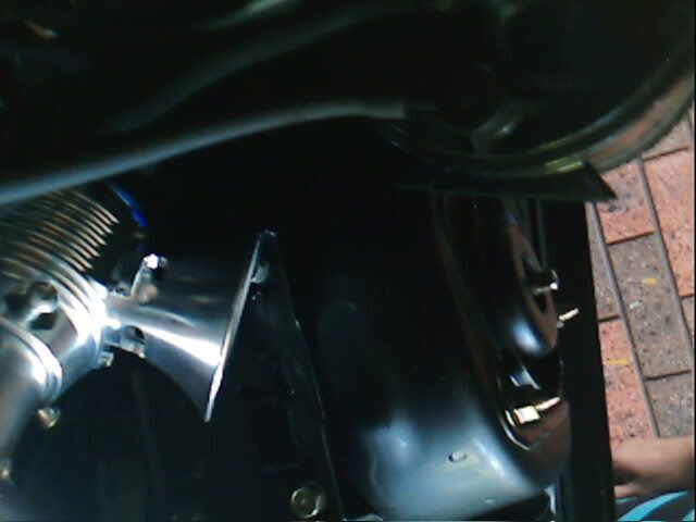 bov.jpg