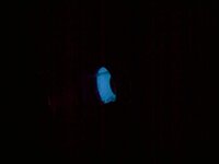 Carroz Woofer with Lights (2).jpg