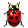 buckbugs