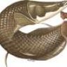 archilapagos